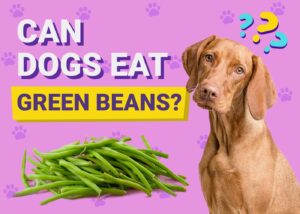 Can Dogs Eat Green Beans? Vet-Approved Feeding Facts | The Vet Desk