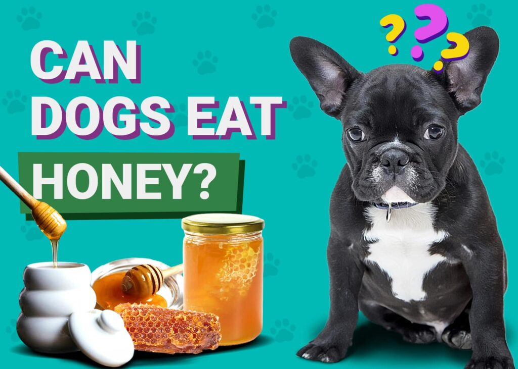 Picture of Can Dogs Eat Honey? Vet-Approved Facts & FAQ | The Vet Desk