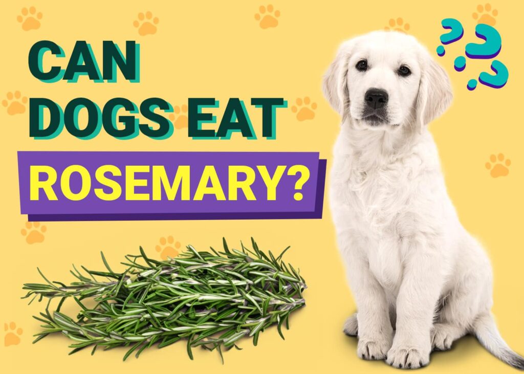 Fresh Look at Can Dogs Eat Rosemary Vet Approved Benefits Diet Faq