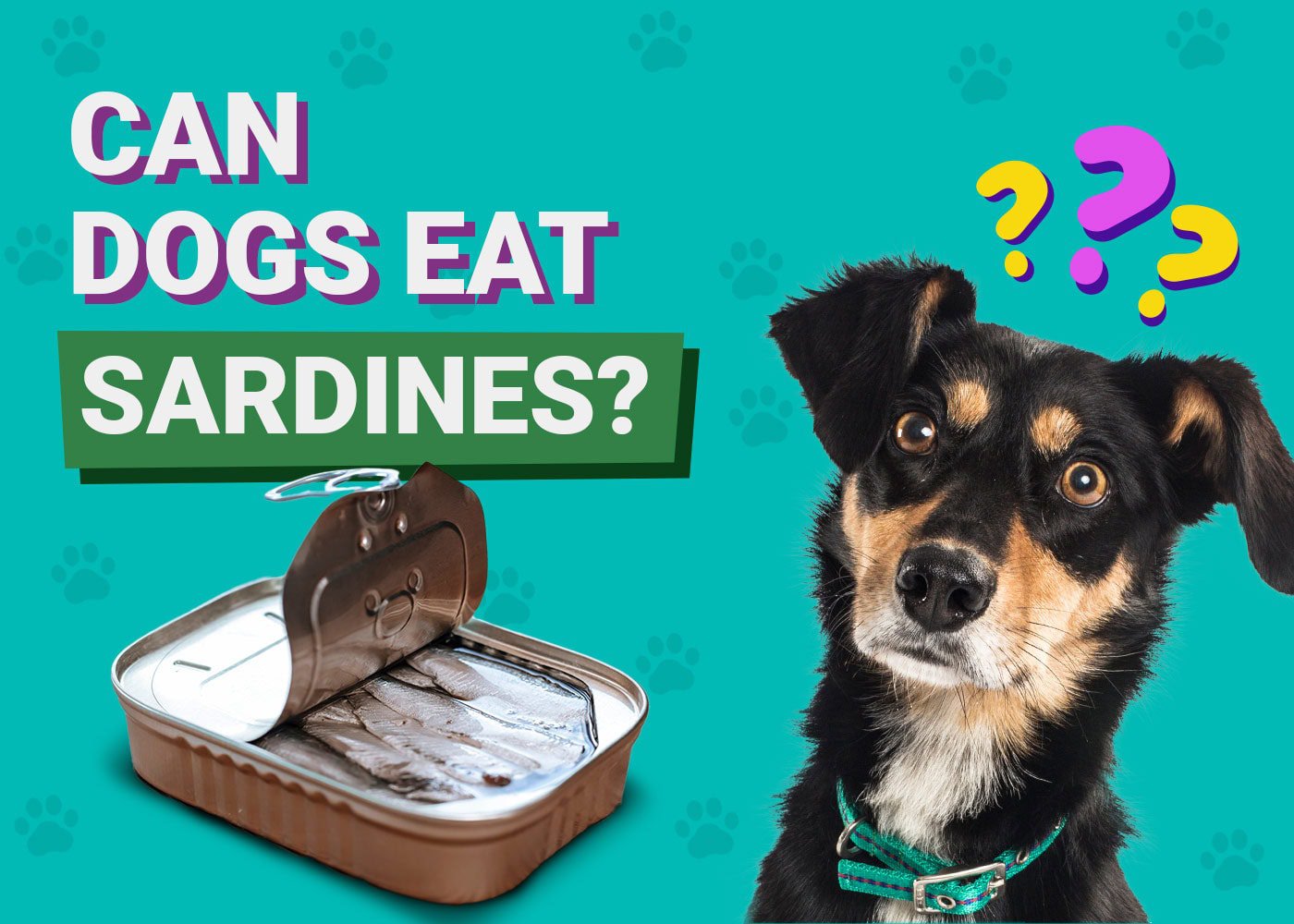 Can Dogs Eat Sardines