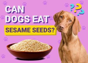 Image showcasing Can Dogs Eat Sesame Seeds? Vet-Verified Facts & FAQ | The Vet Desk