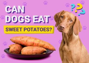Can Dogs Eat Sweet Potatoes? Vet Approved Facts & FAQ | The Vet Desk