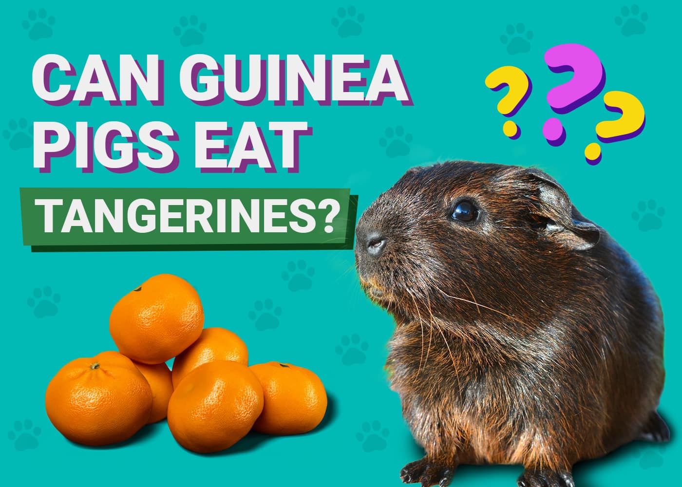 Can Guinea Pigs Eat Tangerines