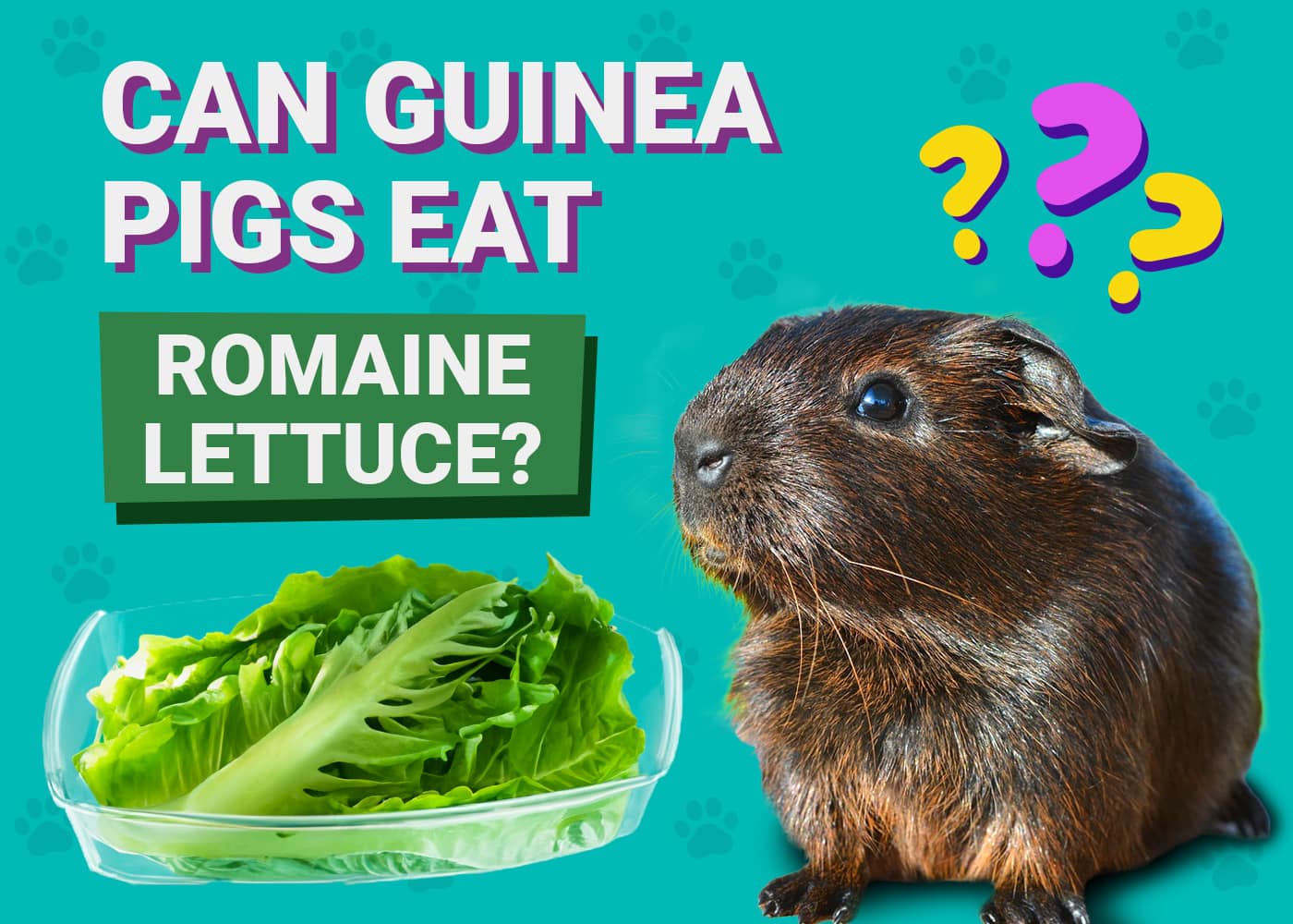 Can Guinea Pigs Eat Romaine Lettuce