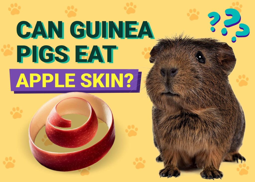 View of Can Guinea Pigs Eat Apple Skin? Vet-Approved Nutrition Facts & FAQ ...