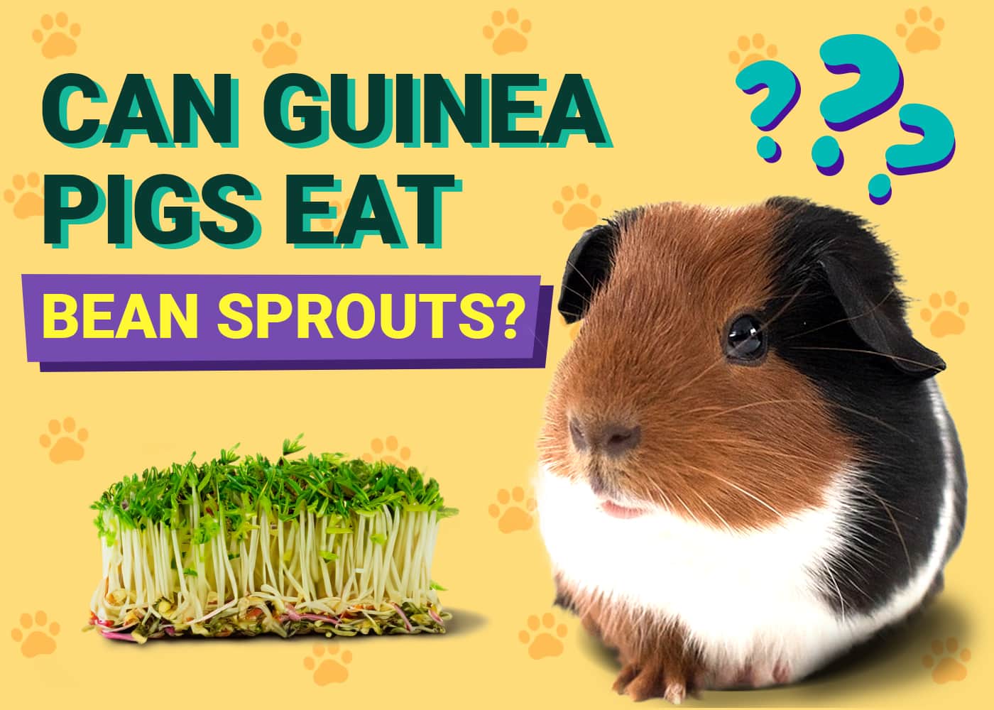 Can Guinea Pigs Eat Bean Sprouts