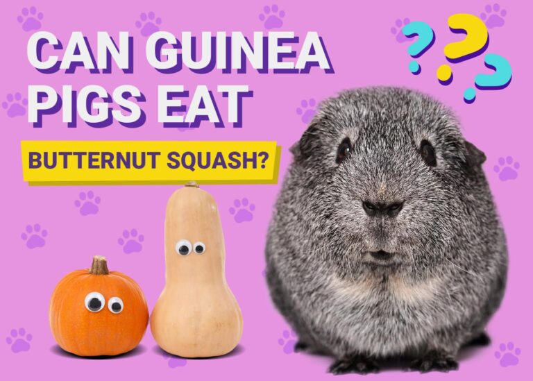 Can Guinea Pigs Eat Butternut Squash? Vet-Approved Benefits, Risks ...