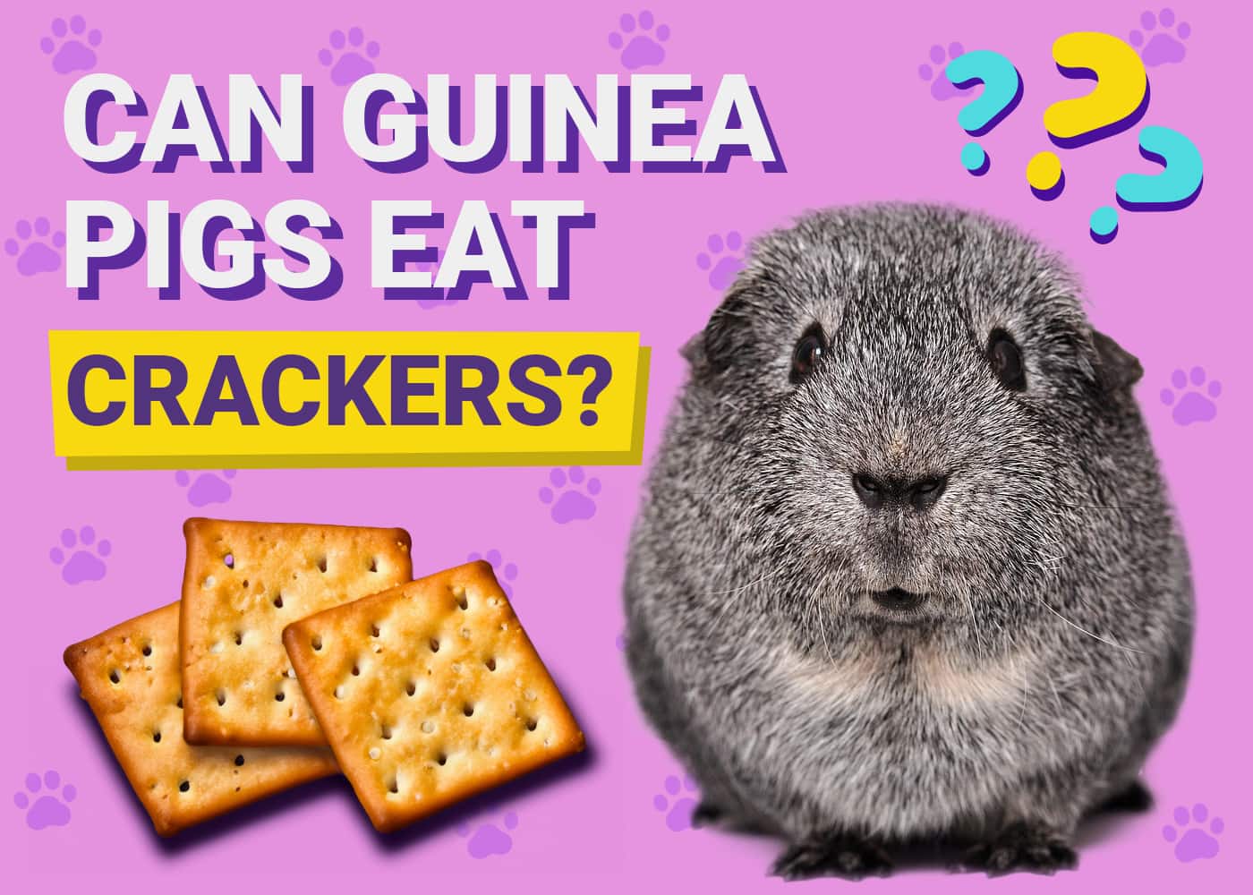 Can Guinea Pigs Eat Crackers