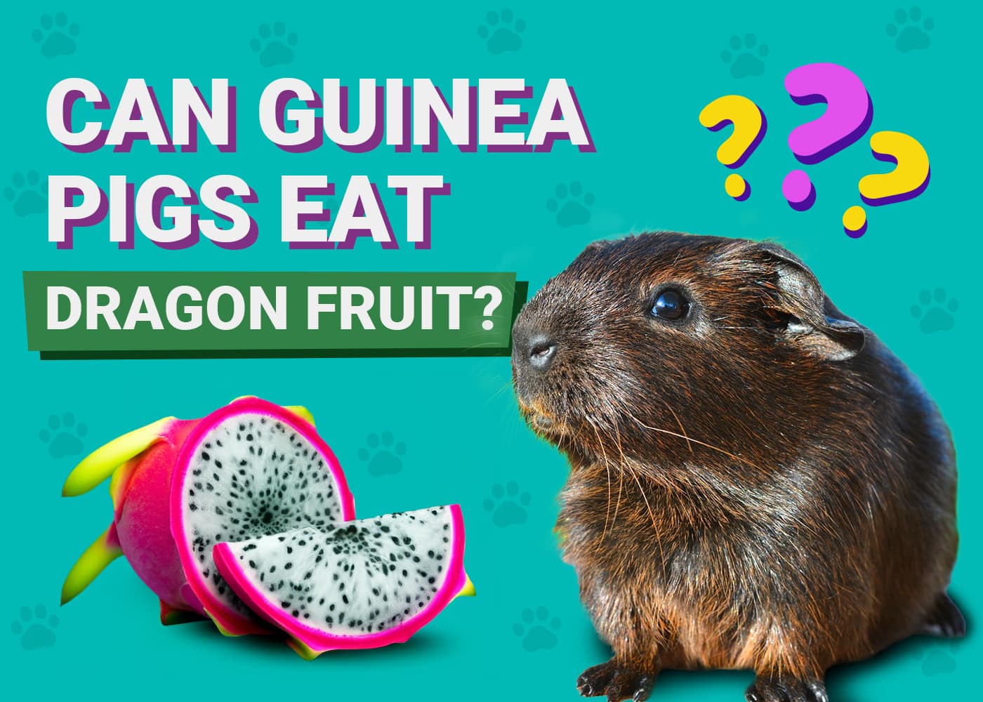 Can Guinea Pigs Eat Dragon Fruit