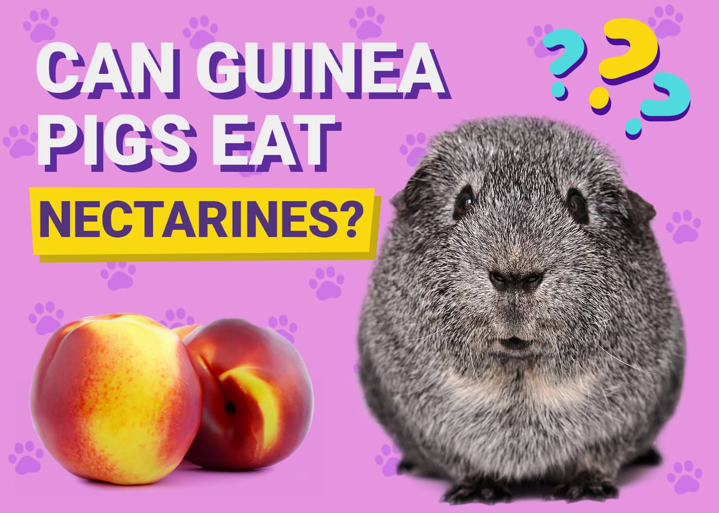 Can Guinea Pigs Eat Nectarines