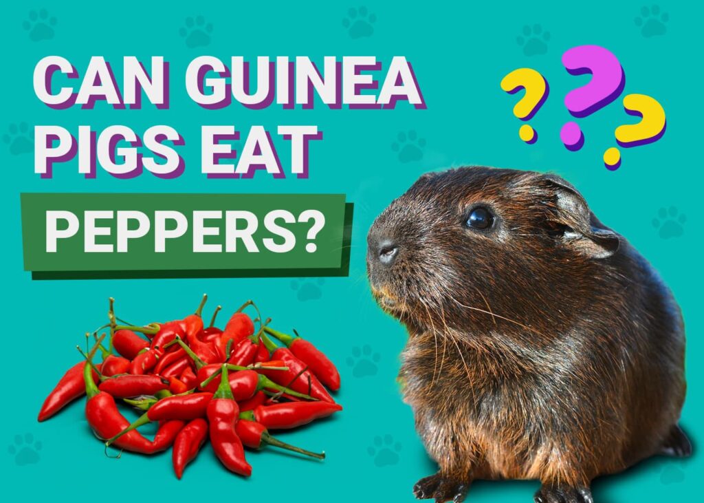 Curated visual reference: Fresh Look at Can Guinea Pigs Eat Peppers Vet Approved Health Benefits
