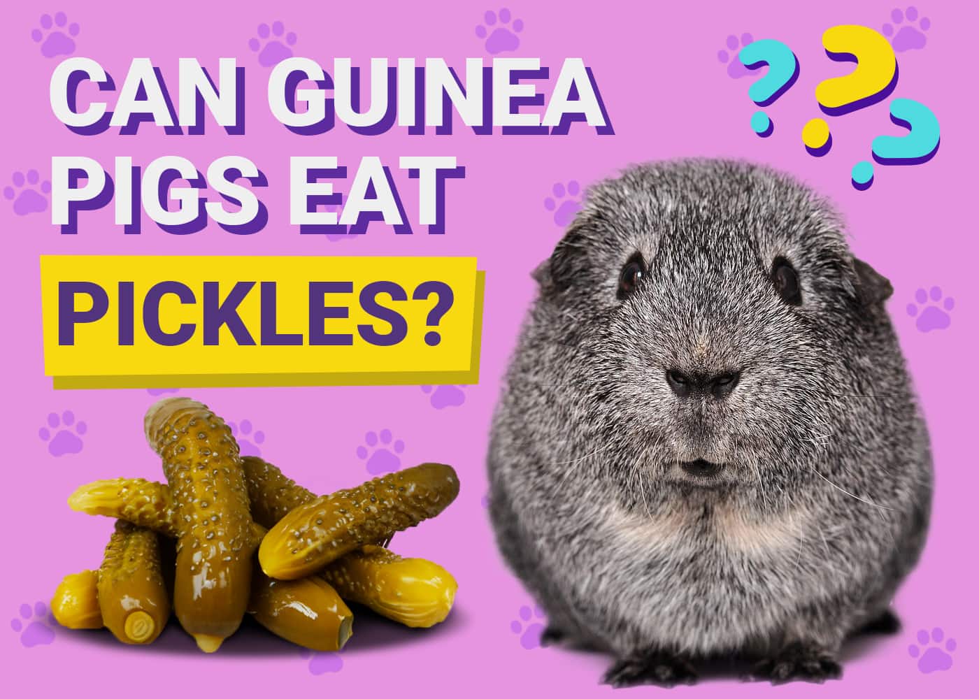 Can Guinea Pigs Eat Pickles