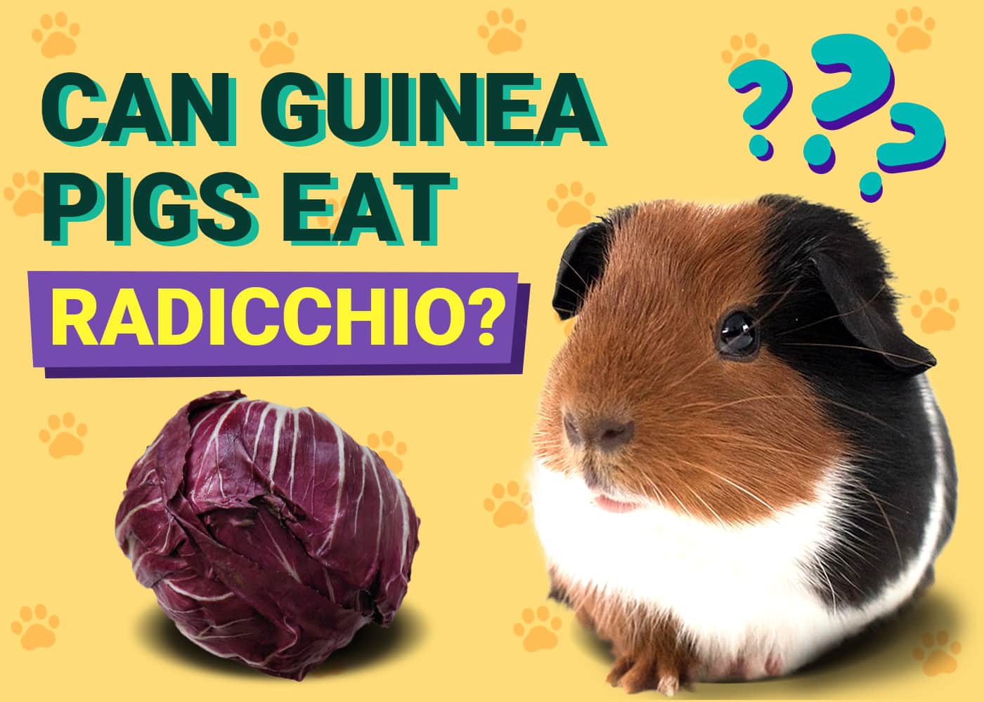 Can Guinea Pigs Eat Radicchio
