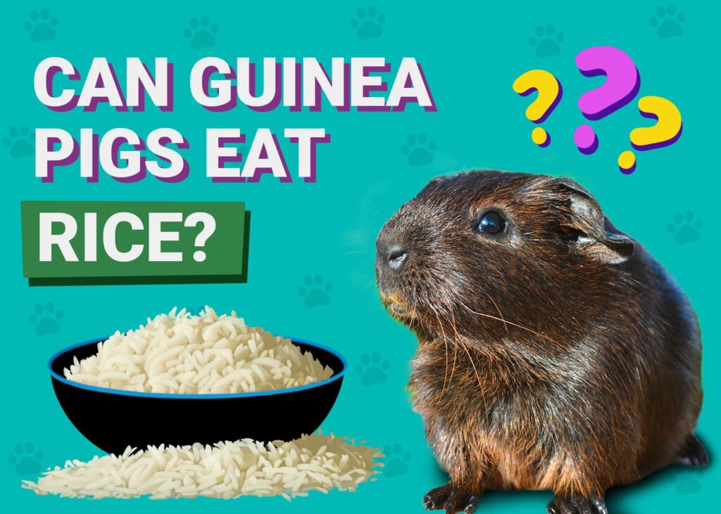 Image showcasing Can Guinea Pigs Eat Rice? Vet Reviewed Facts & FAQ | The Vet Desk