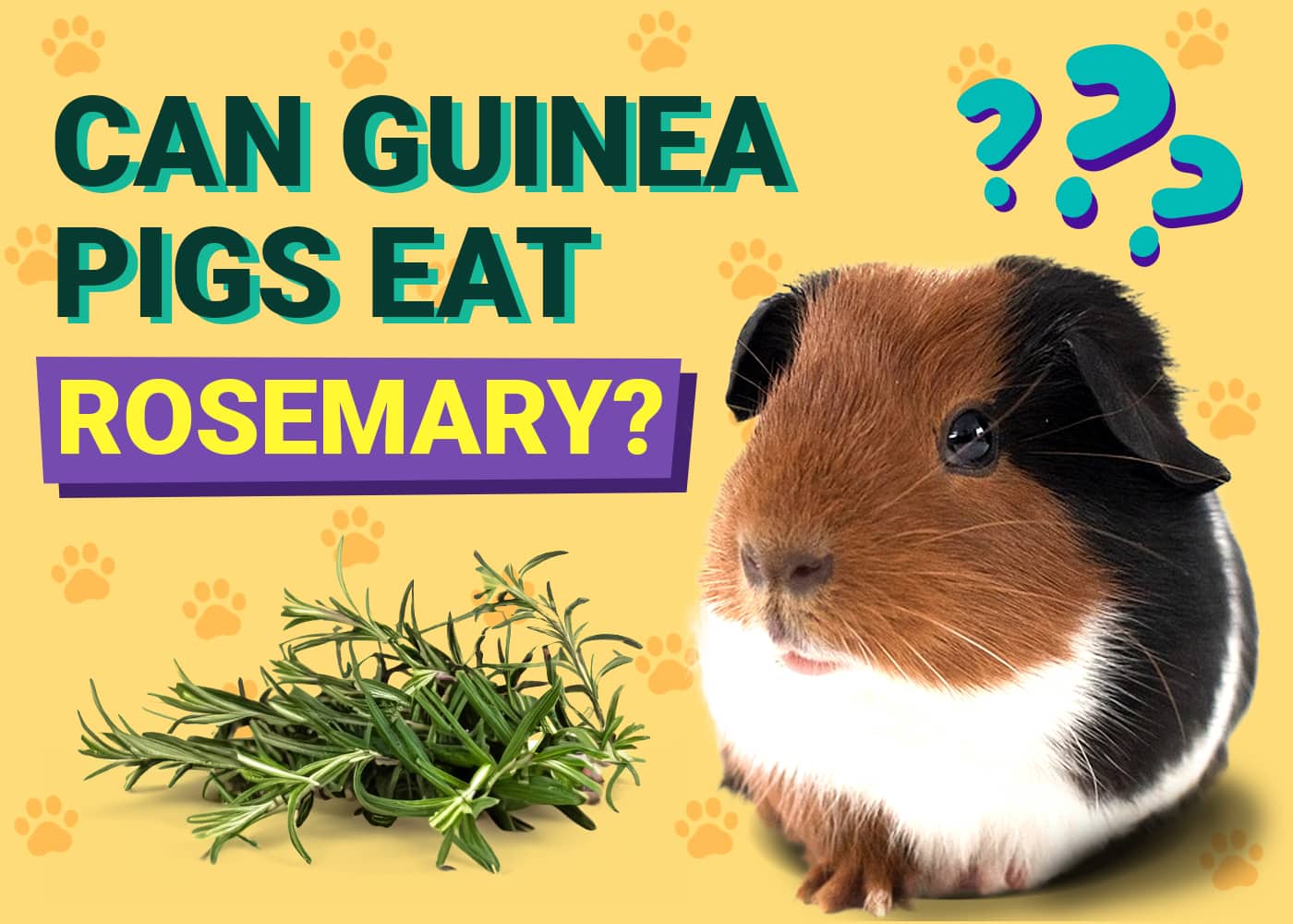 Can Guinea Pigs Eat Rosemary