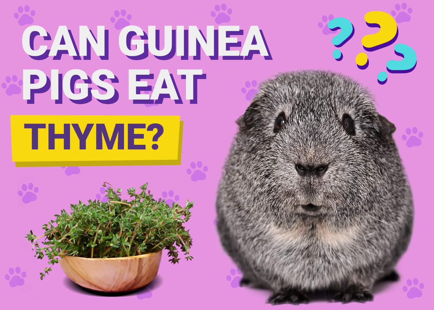 Can Guinea Pigs Eat Thyme