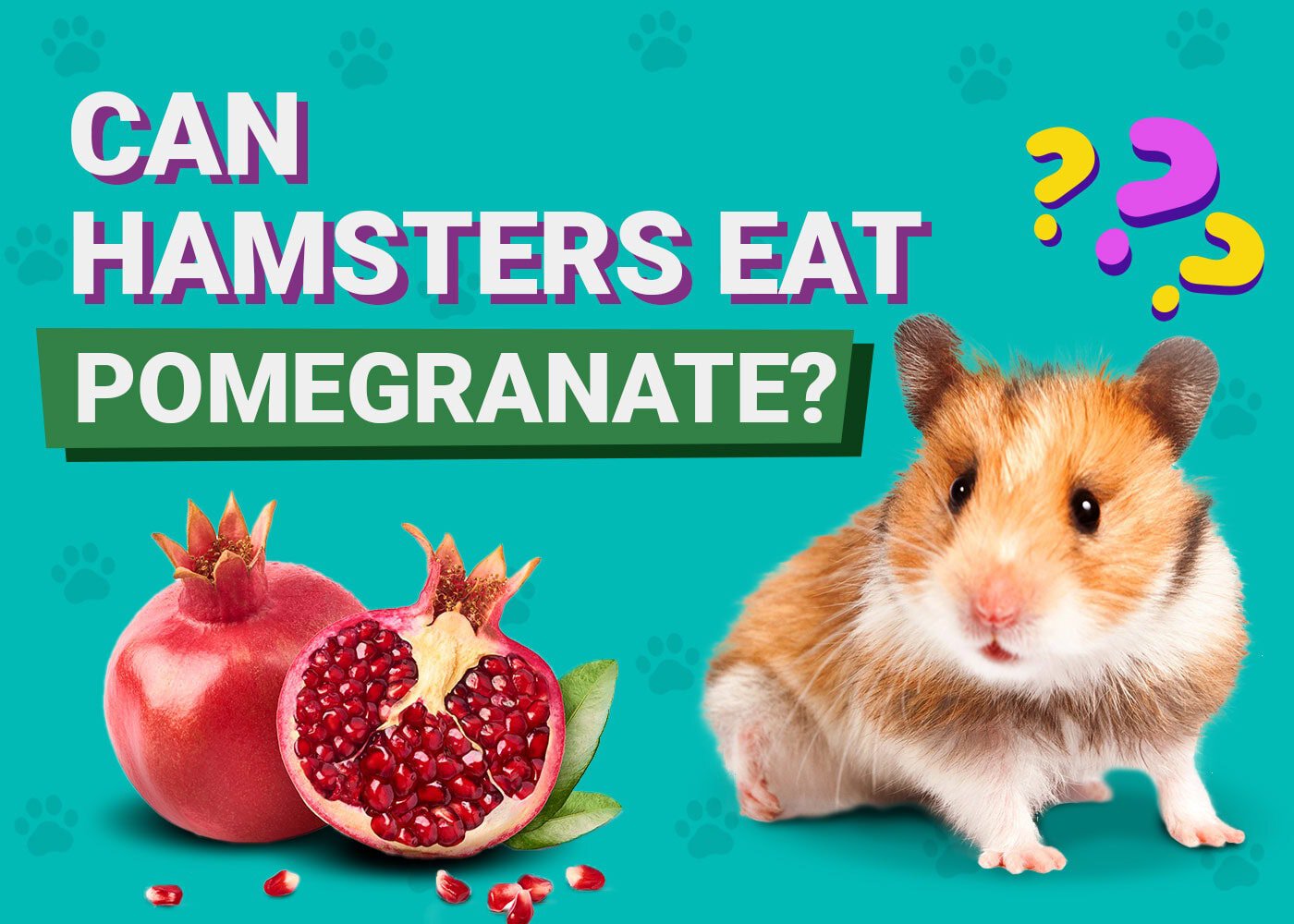 Can Hamsters Eat Pomegranate
