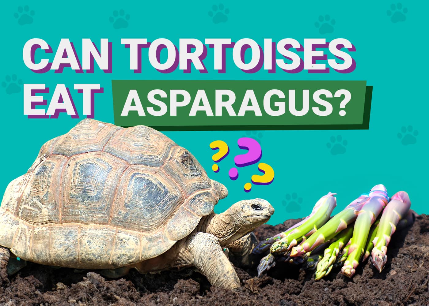Can Tortoises Eat Asparagus