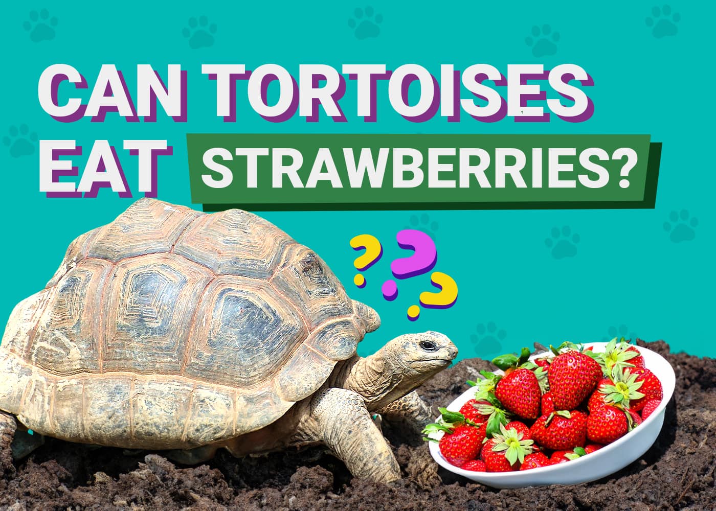 Can Tortoises Eat Strawberries