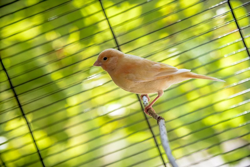 canary bird in cage