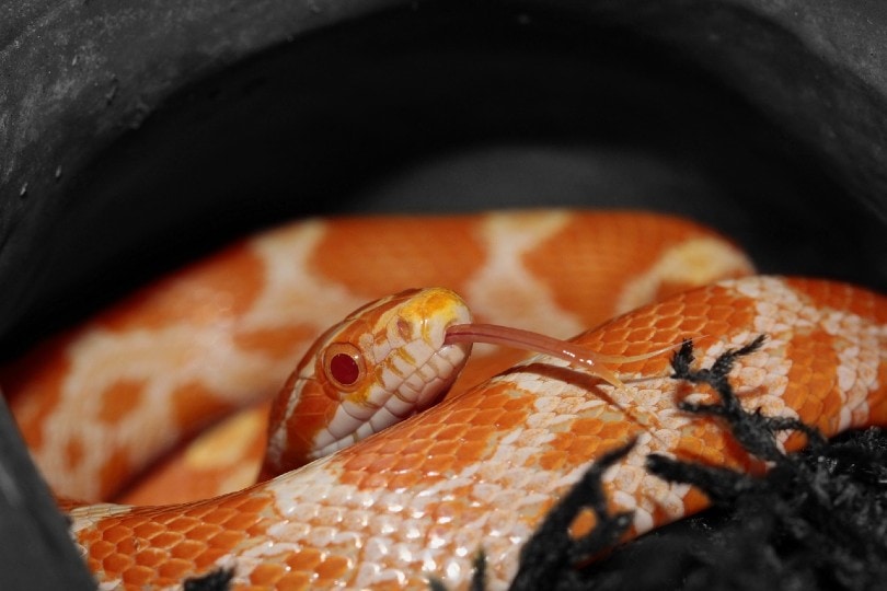 candy cane corn snake