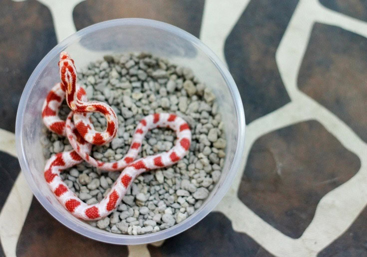 candy cane corn snake