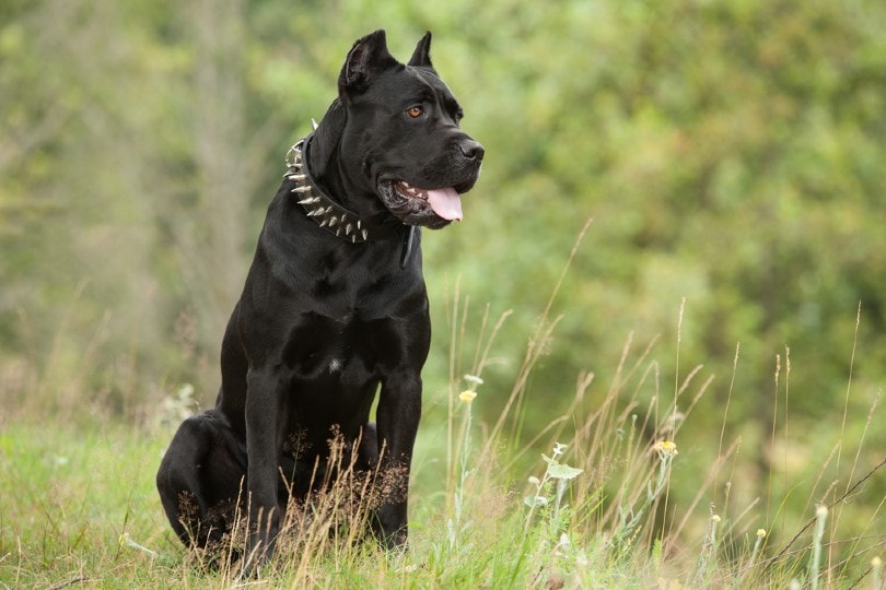 cane corso sitting on grass
