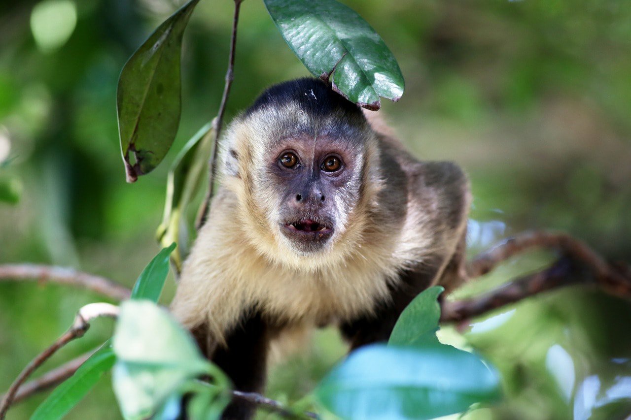 capuchin monkey