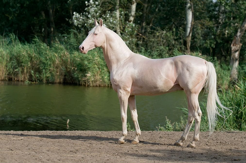 caramello Akhal-Teke