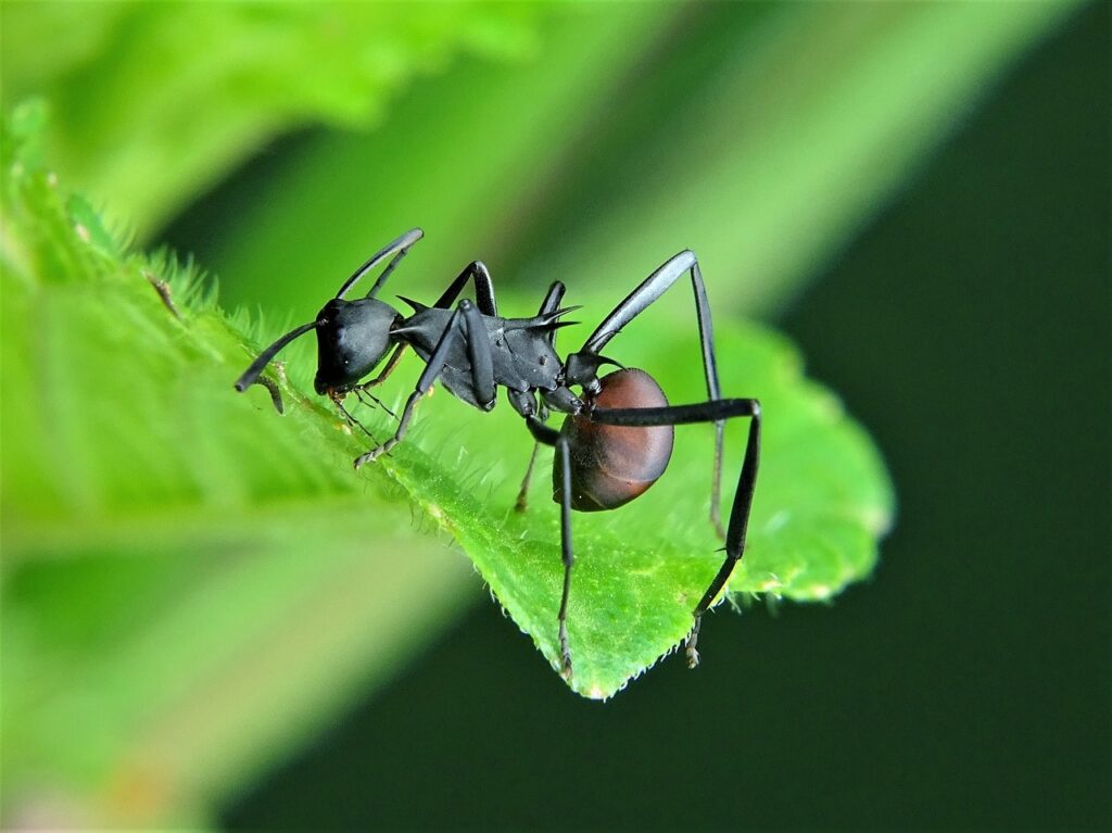 carpenter ants