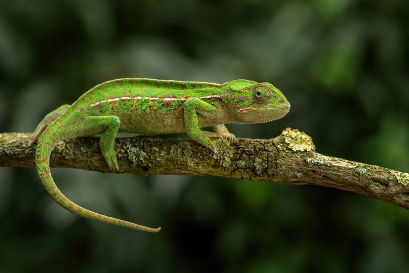 carpet chameleon perched on a stem