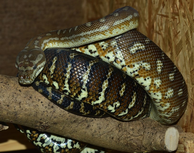 carpet python