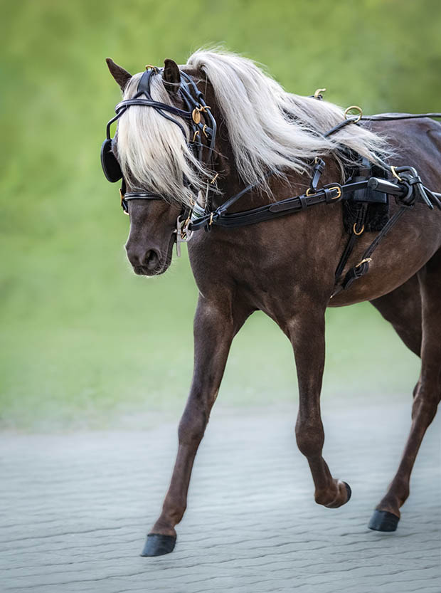 Carriage driving American Shetland