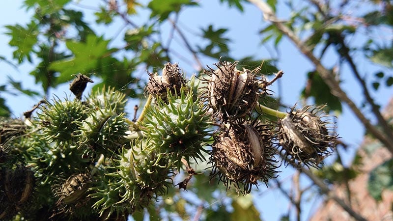castor bean plant