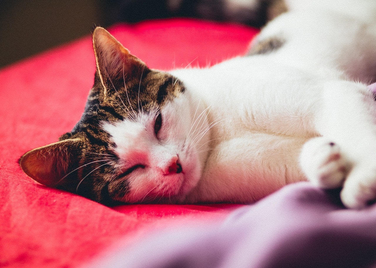 american wirehair cat