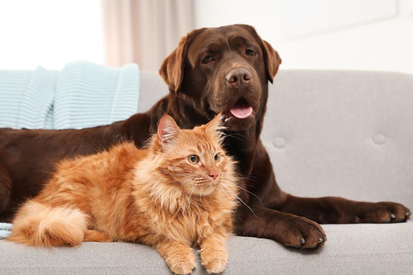 cat and dog lying on sofa