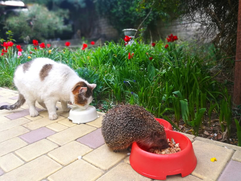 cat and hedgehog eating