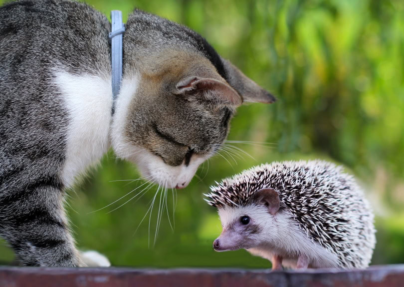 cat and hedgehog