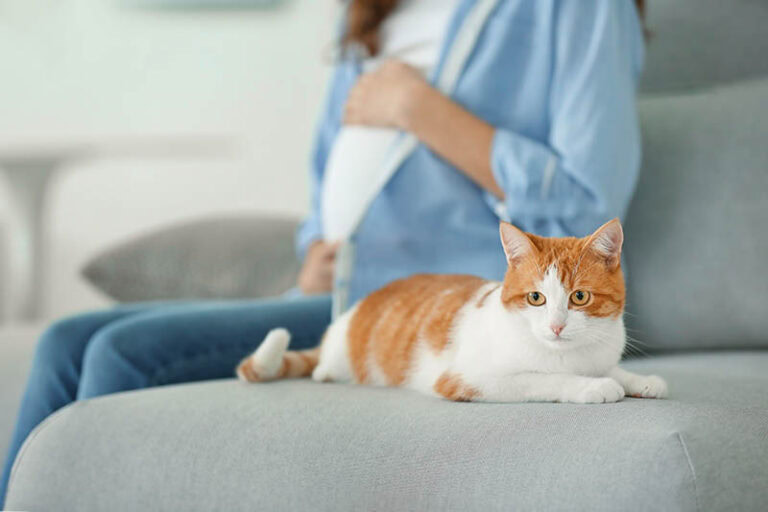Can Cats Sense Pregnancy? What Science Says | The Vet Desk