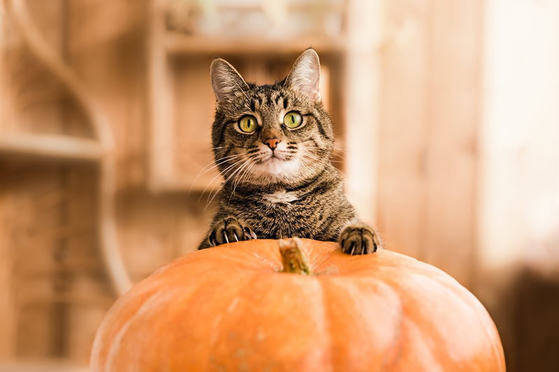 cat and pumpkin