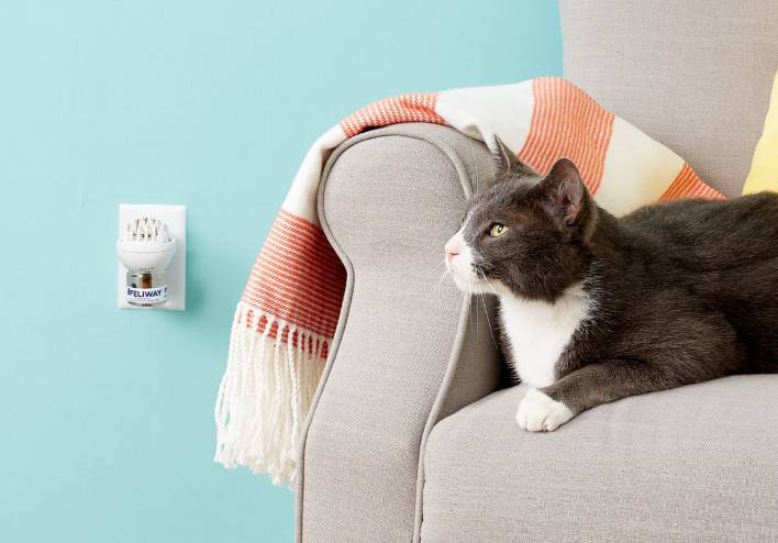 cat at home lying on a couch near a pheromone diffuser