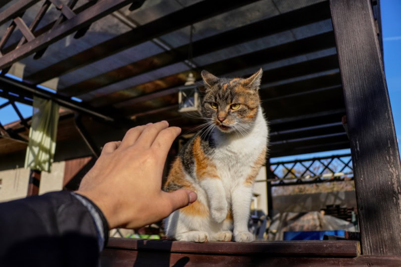 cat attacking human hand