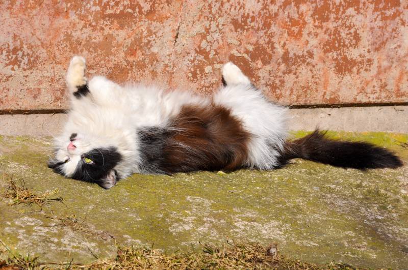 cat basking in the sun and sunbathing