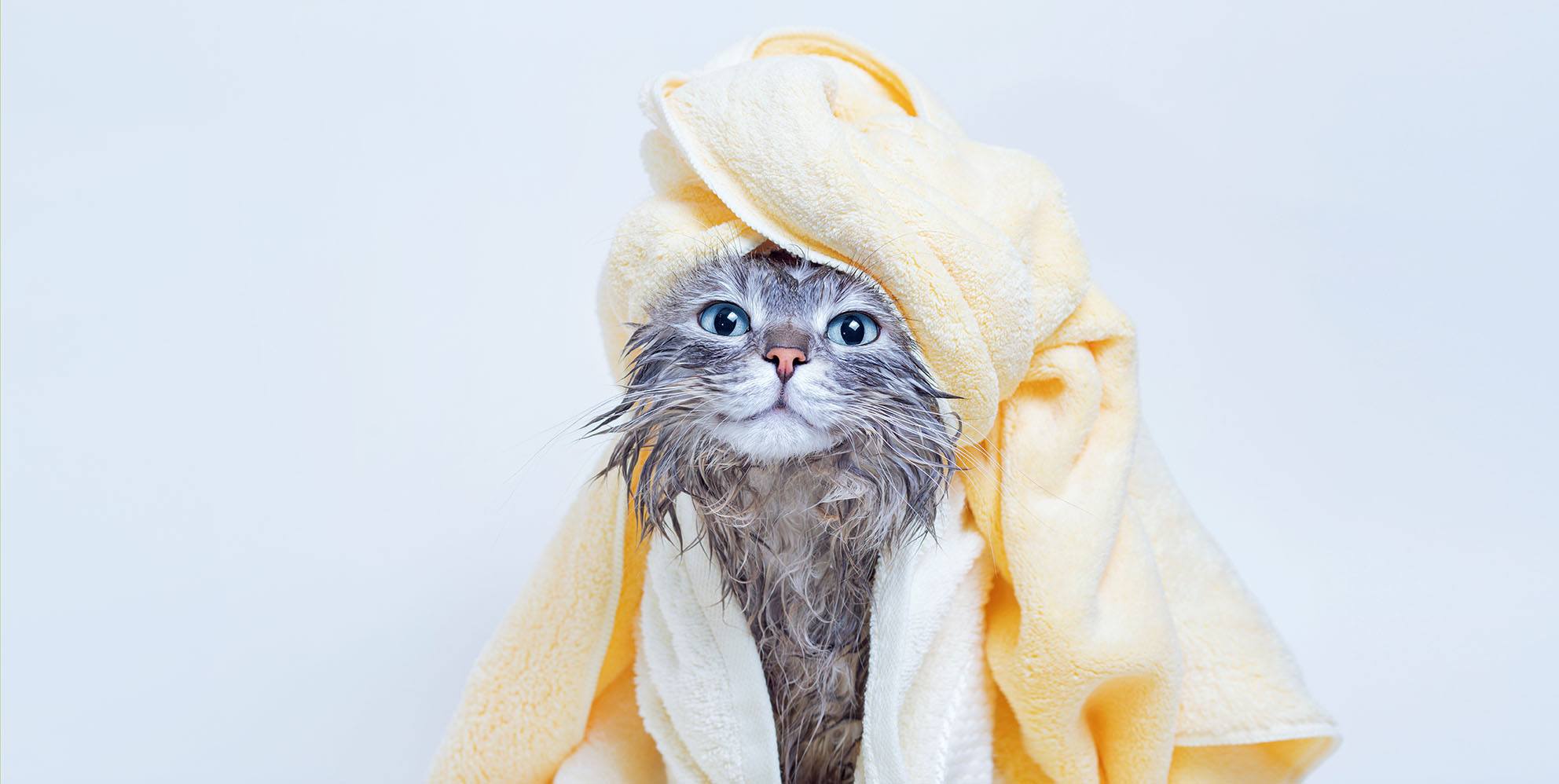 cat bath