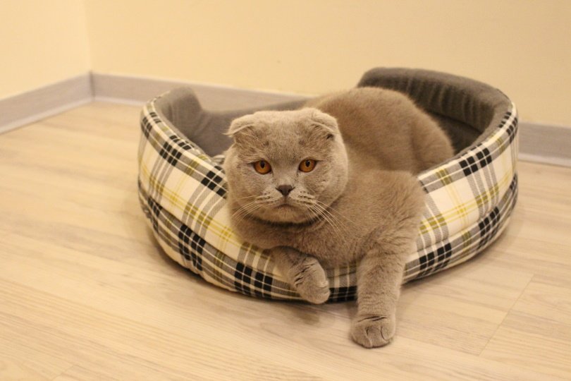 cat bed design_Victoria Yanchevskaya_Pixabay