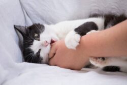 View of How to Identify Cat Overstimulation: 7 Signs to Look For (Vet Answer ...