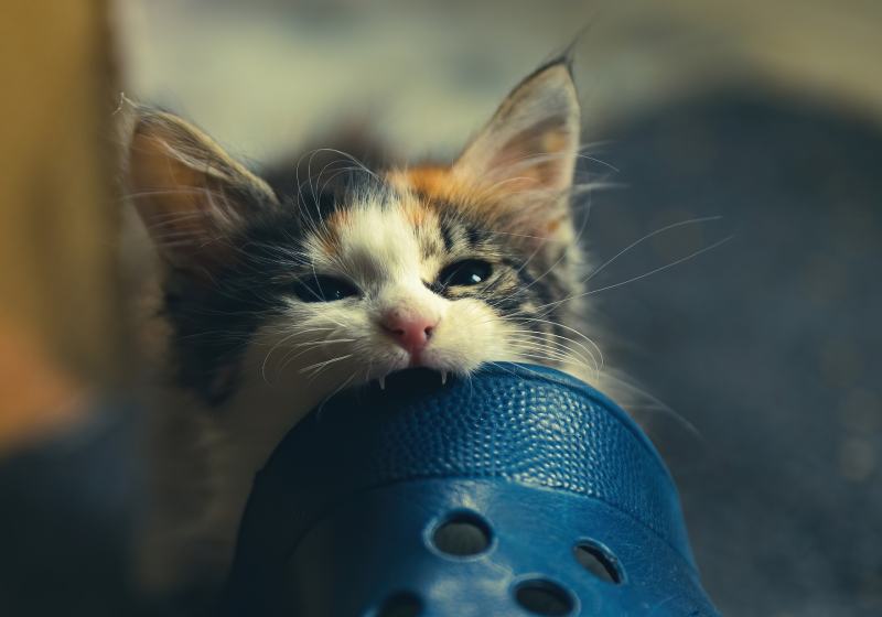 cat biting clog shoes