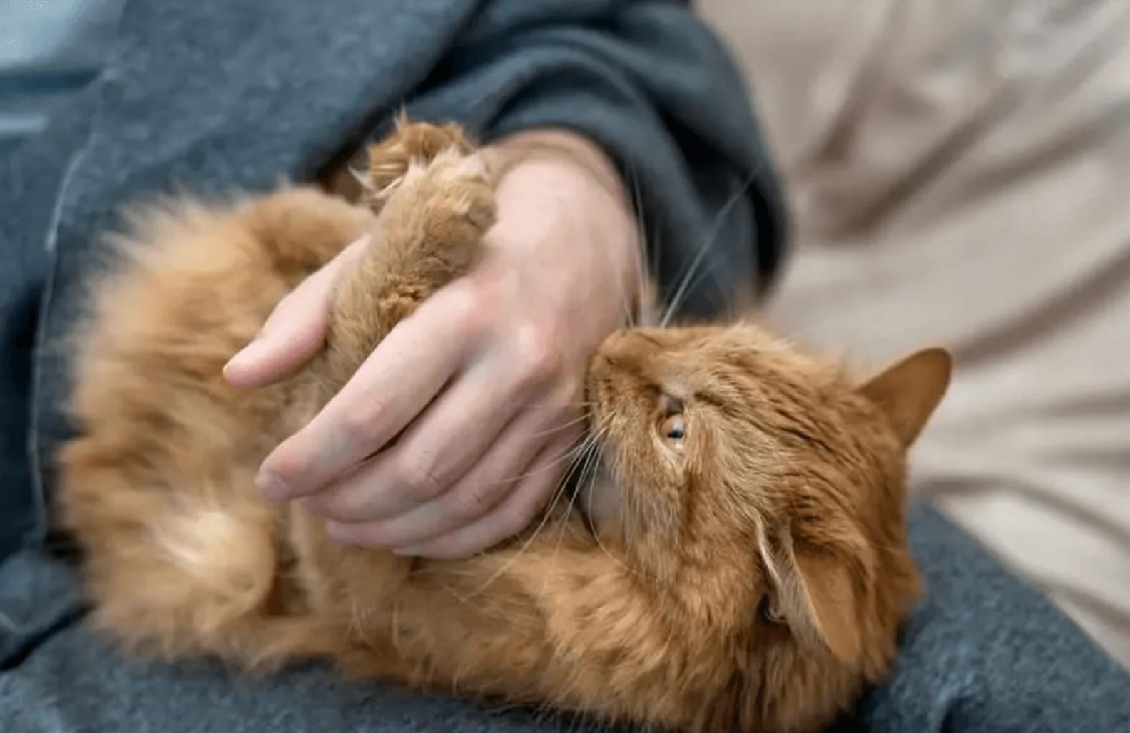 ginger cat biting hands