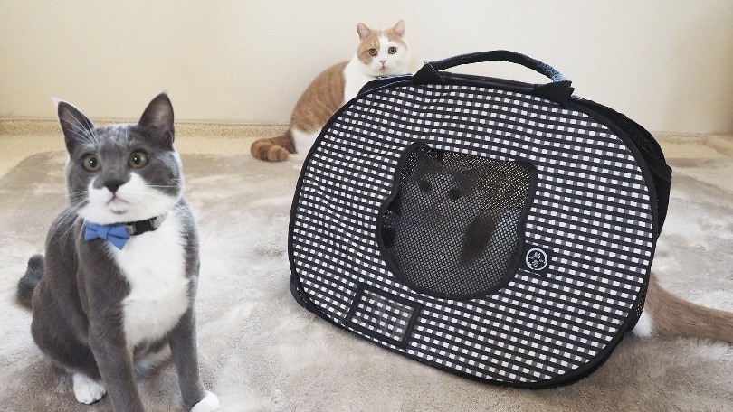 cat carrier for travel