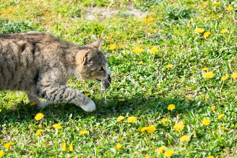 cat carrying a dead mouse